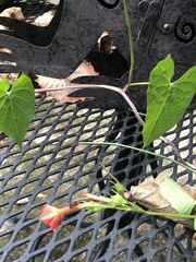 Ipomoea coccinea