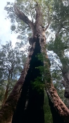 Eucalyptus jacksonii
