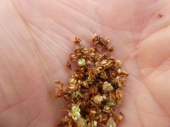 Rumex triangulivalvis