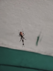 Zosis geniculata