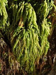 Pterigynandrum filiforme