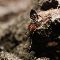 Crematogaster scutellaris