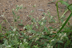 Gomphrena