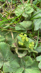 Alchemilla vulgaris