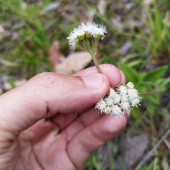 Ageratum corymbosum