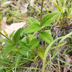 Ageratum corymbosum