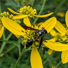 Zethus spinipes variegatus