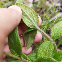 Ageratum corymbosum