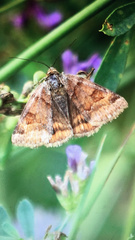 Euclidia glyphica