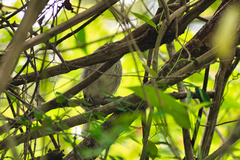 Saltator striatipectus