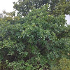 Quercus glaucoides