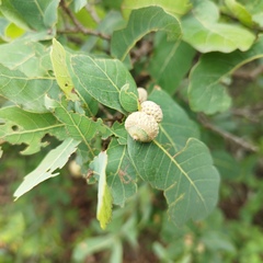 Quercus glaucoides