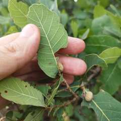 Quercus glaucoides