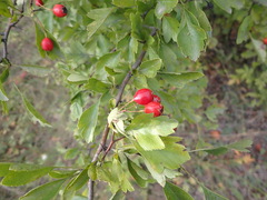 Crataegus