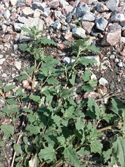 Atriplex tatarica