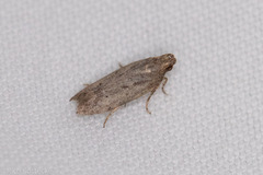 Hypatima