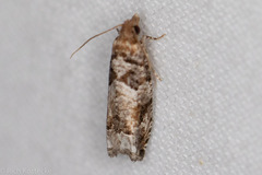 Epinotia