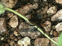 Phthiacnemia picta