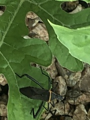 Phthiacnemia picta