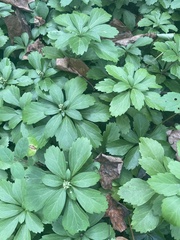 Pachysandra terminalis