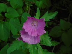 Malva alcea