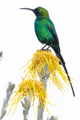 Nectarinia famosa