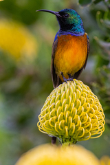 Anthobaphes violacea