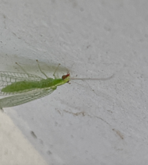 Chrysoperla rufilabris