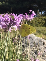 Phoebis philea