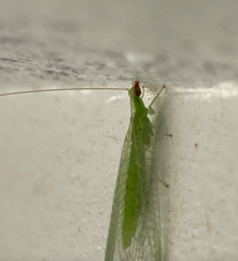 Chrysoperla rufilabris