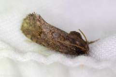 Acrolophus texanella