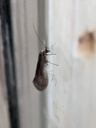 Tulari (Trichoptera)