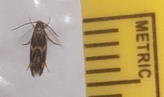 Oinophila v-flava