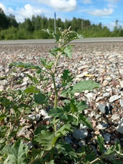 Atriplex tatarica