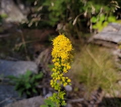 Solidago simplex
