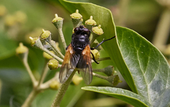 Mesembrina meridiana