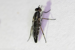 Ozodiceromyia