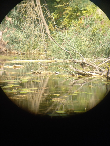 Žutouha kornjača (Trachemys scripta scripta)