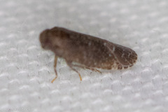 Opsiplanon luella