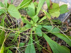 Solidago simplex