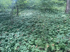 Pachysandra terminalis