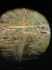 Trachemys scripta scripta