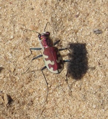Cicindela formosa