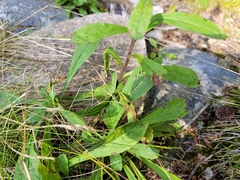Solidago simplex