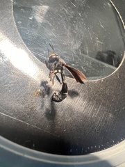 Physocephala tibialis
