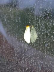 Chrysoecia thoracica