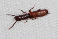 Taphroscelidia linearis