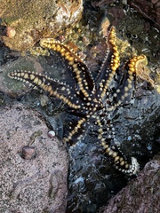 Meyenaster gelatinosus