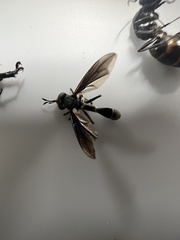 Physocephala tibialis