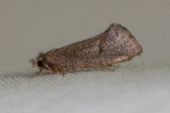 Acrolophus texanella